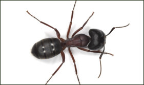 Are you infested with carpenter ants?