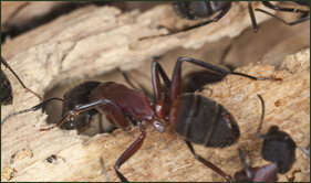 A colony of Carpenter Ants in your home could present structural issues. We can help you get rid of them for good!