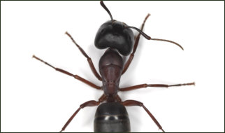 Carpenter Ants Exterminators