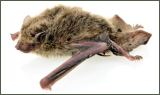 Lakeshore Exterminating Company can help with your bat problem.