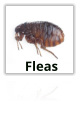 Fleas Extermination